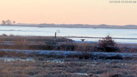 Blackwater Wildlife Refuge Waterfowl Live Webcam - Dec 16, 2025, 7:30am EST