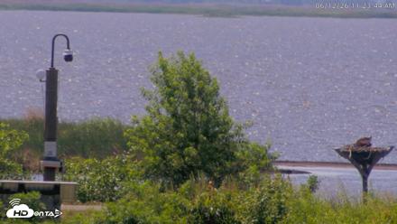 Blackwater Wildlife Refuge Waterfowl Live Webcam - Jun 12, 2026, 11:24am EDT