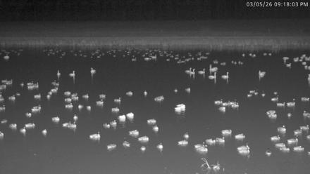 Blackwater Wildlife Refuge Waterfowl Live Webcam - Mar 5, 2026, 9:18pm EST