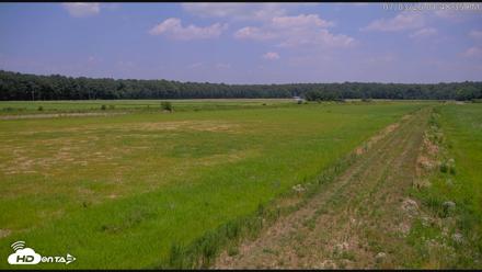 Blackwater Wildlife Refuge Waterfowl Live Webcam - Jul 3, 2026, 1:49pm EDT