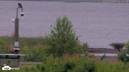 Blackwater Wildlife Refuge Waterfowl Live Webcam - May 23, 2026, 7:19am EDT