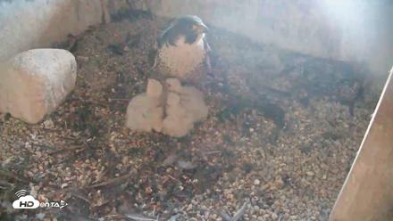 Briess Falcons Live Nest Cam - May 12, 2026, 7:42pm CDT