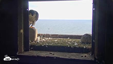 Briess Falcons Live Nest Cam - Sep 29, 2026, 5:11pm CDT