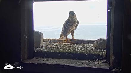 Briess Falcons Live Nest Cam - Jul 31, 2026, 8:50am CDT