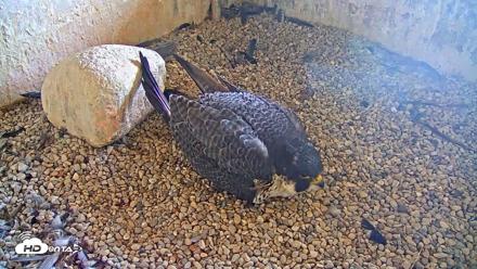 Briess Falcons Live Nest Cam - Apr 22, 2026, 8:11am CDT