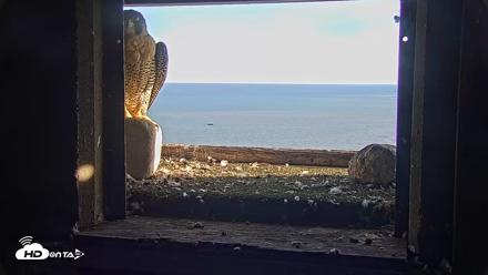 Briess Falcons Live Nest Cam - Sep 24, 2026, 5:02pm CDT