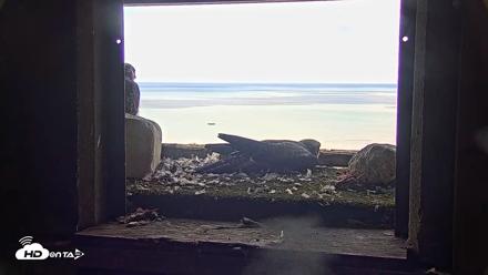 Briess Falcons Live Nest Cam - Jun 18, 2026, 10:18am CDT