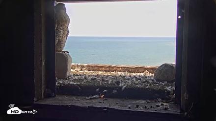 Briess Falcons Live Nest Cam - Jul 23, 2026, 2:07pm CDT