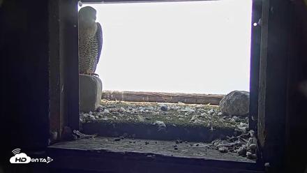 Briess Falcons Live Nest Cam - Jul 17, 2026, 11:04am CDT