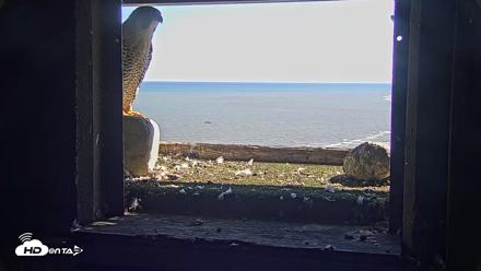 Briess Falcons Live Nest Cam - Sep 23, 2026, 2:25pm CDT