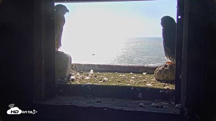 Briess Falcons Live Nest Cam - Oct 6, 2026, 11:19am CDT