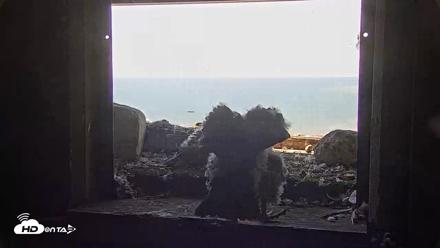 Briess Falcons Live Nest Cam - Jun 7, 2026, 10:37am CDT