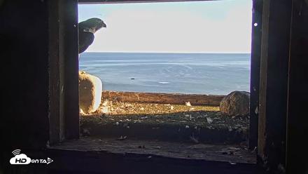 Briess Falcons Live Nest Cam - Oct 2, 2026, 4:53pm CDT