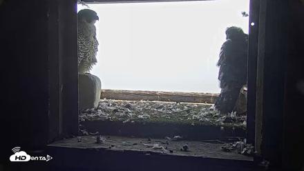 Briess Falcons Live Nest Cam - Jun 5, 2026, 3:40pm CDT