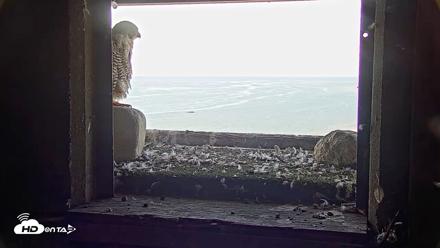 Briess Falcons Live Nest Cam - Jul 29, 2026, 7:56am CDT