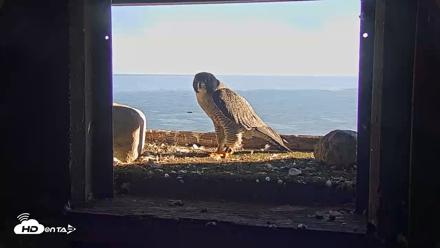 Briess Falcons Live Nest Cam - Sep 25, 2026, 4:42pm CDT