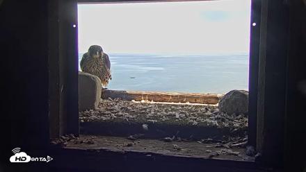 Briess Falcons Live Nest Cam - Jun 23, 2026, 10:21am CDT