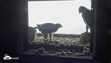 Briess Falcons Live Nest Cam - Jun 9, 2026, 11:04am CDT