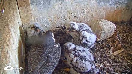 Briess Falcons Live Nest Cam - Jun 2, 2026, 11:21am CDT