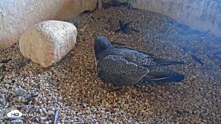 Briess Falcons Live Nest Cam - Apr 10, 2026, 3:48pm CDT