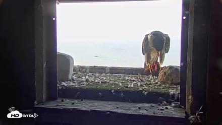 Briess Falcons Live Nest Cam - Jul 28, 2026, 6:26am CDT