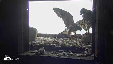 Briess Falcons Live Nest Cam - Jun 9, 2026, 11:04am CDT