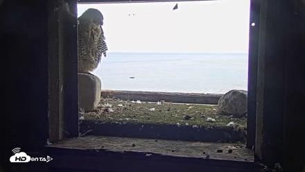 Briess Falcons Live Nest Cam - Sep 18, 2026, 11:20am CDT