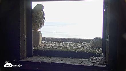 Briess Falcons Live Nest Cam - Jul 8, 2026, 6:49pm CDT