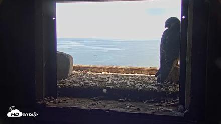 Briess Falcons Live Nest Cam - Jun 23, 2026, 10:22am CDT