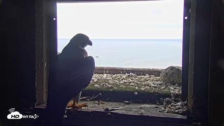 Briess Falcons Live Nest Cam - Jul 5, 2026, 9:35am CDT