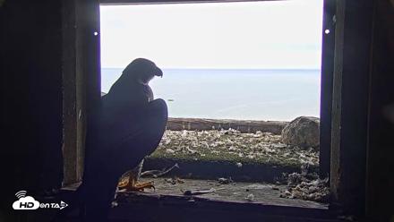 Briess Falcons Live Nest Cam - Jul 5, 2026, 9:34am CDT