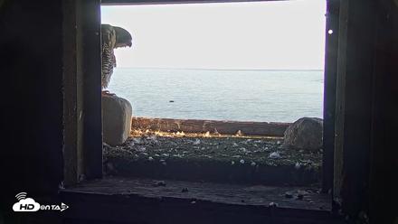 Briess Falcons Live Nest Cam - Sep 25, 2026, 5:53pm CDT