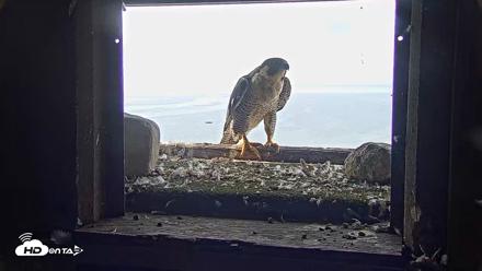 Briess Falcons Live Nest Cam - Jul 31, 2026, 8:49am CDT