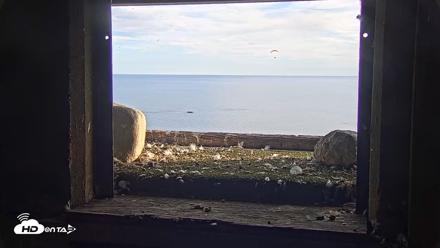Briess Falcons Live Nest Cam - Sep 27, 2026, 4:57pm CDT