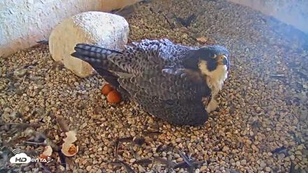Briess Falcons Live Nest Cam - May 5, 2026, 7:34am CDT