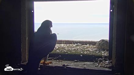 Briess Falcons Live Nest Cam - Jul 5, 2026, 9:34am CDT