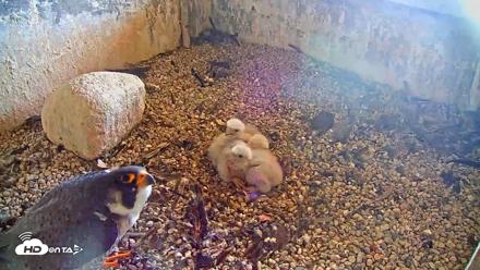 Briess Falcons Live Nest Cam - May 11, 2026, 9:22am CDT