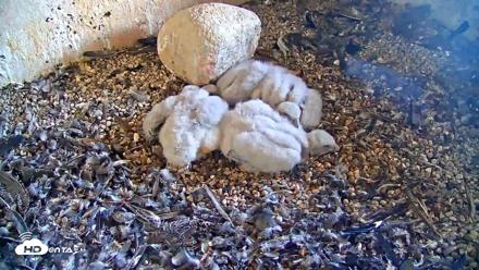 Briess Falcons Live Nest Cam - May 20, 2026, 6:52pm CDT
