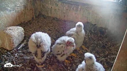 Briess Falcons Live Nest Cam - May 28, 2026, 7:56pm CDT