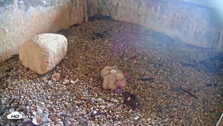 Briess Falcons Live Nest Cam - May 7, 2026, 6:52am CDT