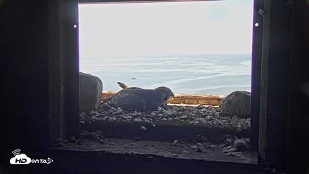 Briess Falcons Live Nest Cam - Jun 27, 2026, 10:19am CDT