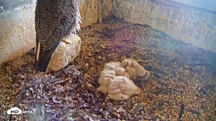 Briess Falcons Live Nest Cam - May 15, 2026, 10:25am CDT