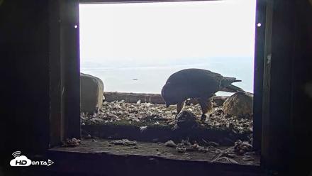 Briess Falcons Live Nest Cam - Jun 22, 2026, 6:53am CDT