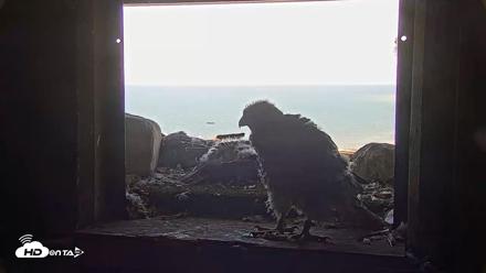 Briess Falcons Live Nest Cam - Jun 7, 2026, 10:37am CDT