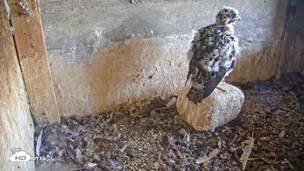 Briess Falcons Live Nest Cam - Jun 4, 2026, 5:03pm CDT