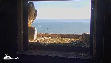 Briess Falcons Live Nest Cam - Sep 25, 2026, 3:58pm CDT