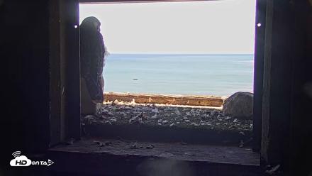 Briess Falcons Live Nest Cam - Jun 19, 2026, 10:44am CDT