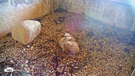 Briess Falcons Live Nest Cam - May 11, 2026, 9:22am CDT