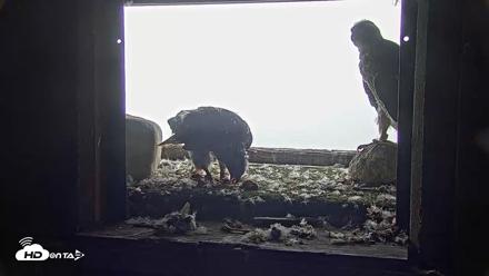Briess Falcons Live Nest Cam - Jun 9, 2026, 11:04am CDT
