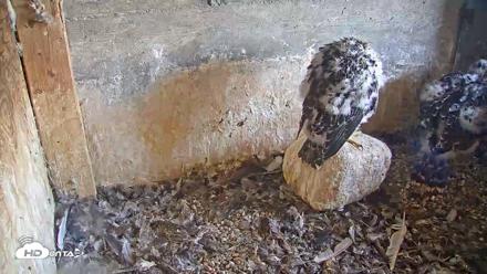Briess Falcons Live Nest Cam - Jun 4, 2026, 5:03pm CDT
